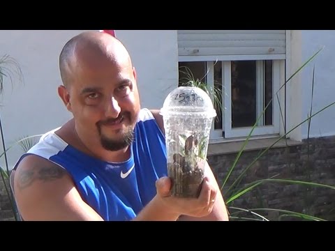 Aprende a identificar si tu esqueje de rosal ha enraizado en 6 pasos simples