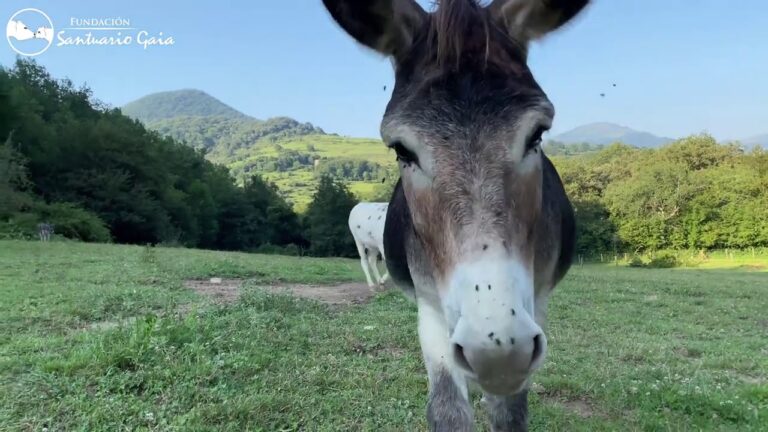 Descubre cómo saber si tu burro es feliz en tan solo unos pasos